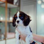 Tricolor Cavalier King Charles Puppy