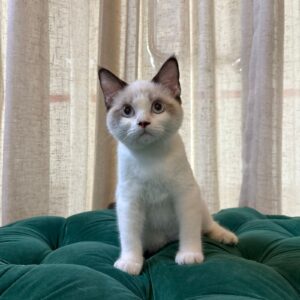 Zion - Ragdoll