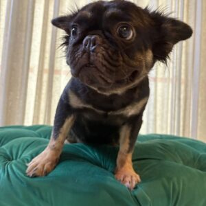 Amelie - French Bulldog - Image 3