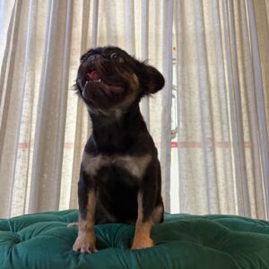 Amelie - French Bulldog - Image 4