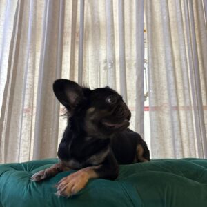 Amelie - French Bulldog - Image 6