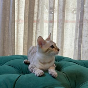 Miso - Bengal - Image 4