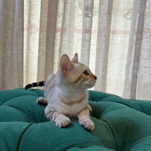 Miso - Bengal - Image 3