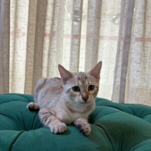 Miso - Bengal - Image 6
