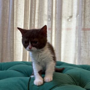 Mimi - British Shorthair - Image 5