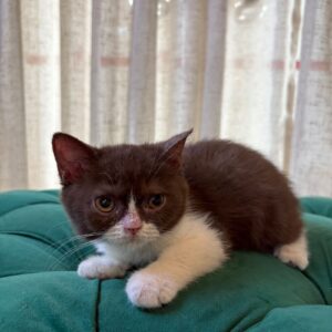 Mimi - British Shorthair - Image 3