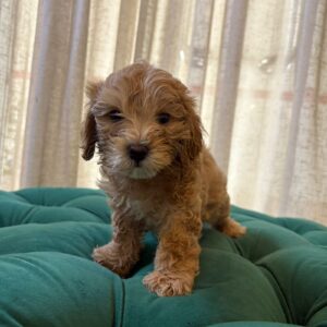 Bailey - Maltipoo