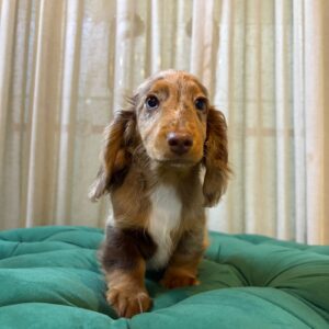 Giro - Mini Dachshund