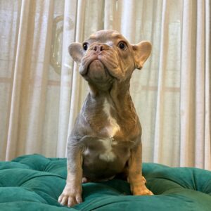 Donel - French Bulldog