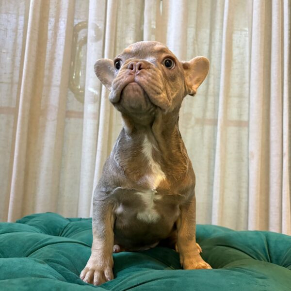 Donel - French Bulldog