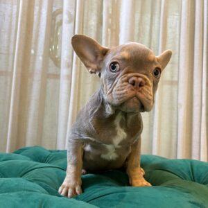 Donel - French Bulldog - Image 3