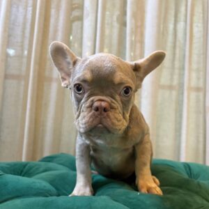 Danus - French Bulldog - Image 3