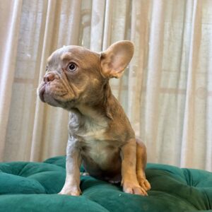 Danus - French Bulldog - Image 4