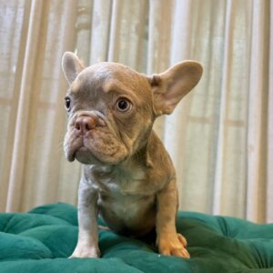 Danus - French Bulldog