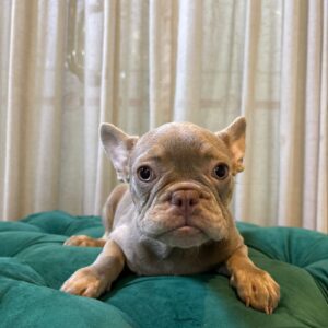 Dory - French Bulldog - Image 2