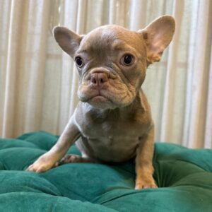 Dory - French Bulldog