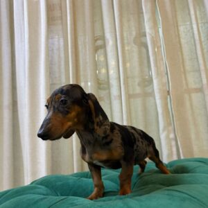 Zara - Dachshund - Image 3
