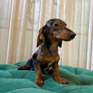 Zara - Dachshund - Image 4