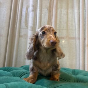 Gardy - Mini Dachshund - Image 3