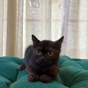 Midnight - British Shorthair