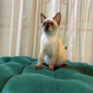 Bandit - Seal Point Siamese - Image 5
