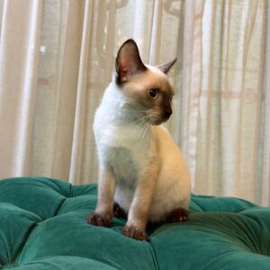 Bandit - Seal Point Siamese - Image 3
