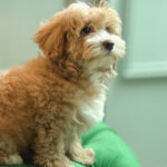 Amor – Maltipoo - Image 2