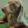 Candy – Dachshund Age: - Image 3