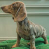 Candy – Dachshund Age: