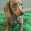 Candy – Dachshund Age: - Image 2