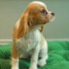 Codi – King Charles Cavalier - Image 3