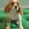 Codi – King Charles Cavalier - Image 2