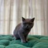 Rocky – British Shorthair - Image 4