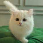 Persian Cat - Image 3