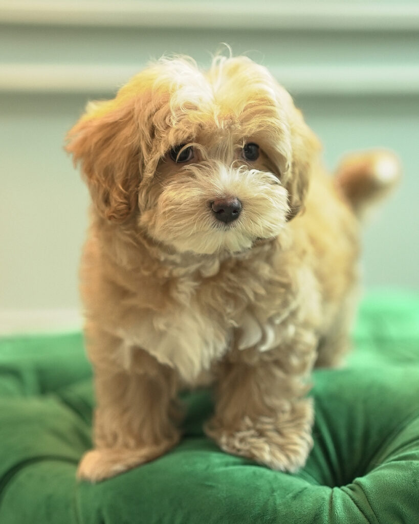 Amor – Maltipoo