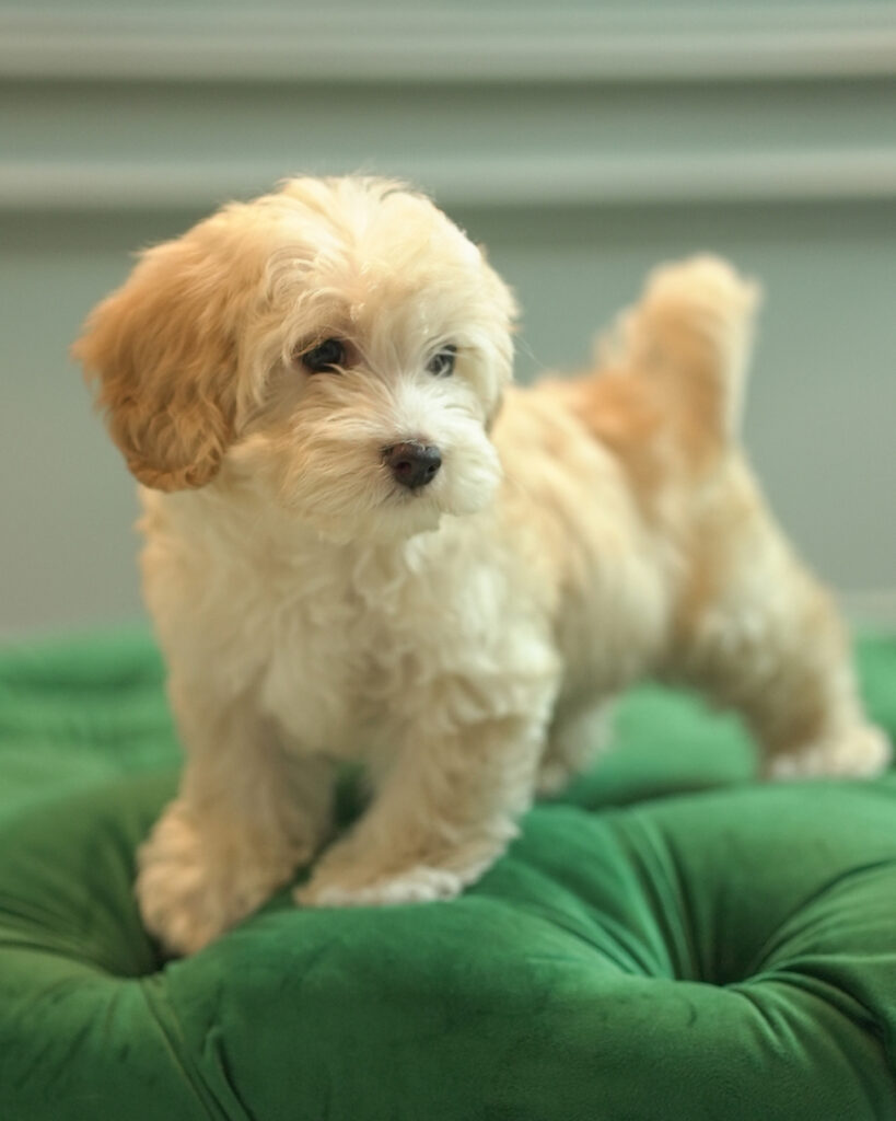 Ares – Maltipoo