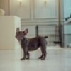 French Bulldog Male - Image 2