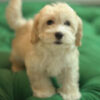 Ares – Maltipoo - Image 4