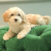 Ares – Maltipoo - Image 3