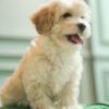Ares – Maltipoo - Image 2