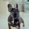 French Bulldog Male Puppy
