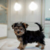 Yorkshire Terrier Male Puppy