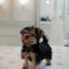 Yorkshire Terrier Male Puppy - Image 2