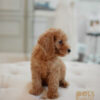 Toy Poodle Female - Image 3