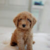 Toy Poodle Female - Image 2