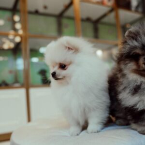 Tcup Pomeranian