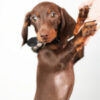 Mia – Mini Dachshund - Image 2