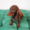 Mia – Mini Dachshund - Image 3