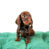Mia – Mini Dachshund
