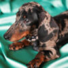 Monty – Mini Dachshund - Image 2